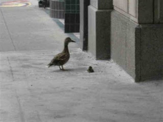 A True Duck Story from Saskatoon