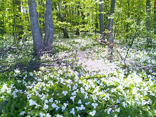 Trilliums in Michigan