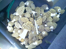 Morels