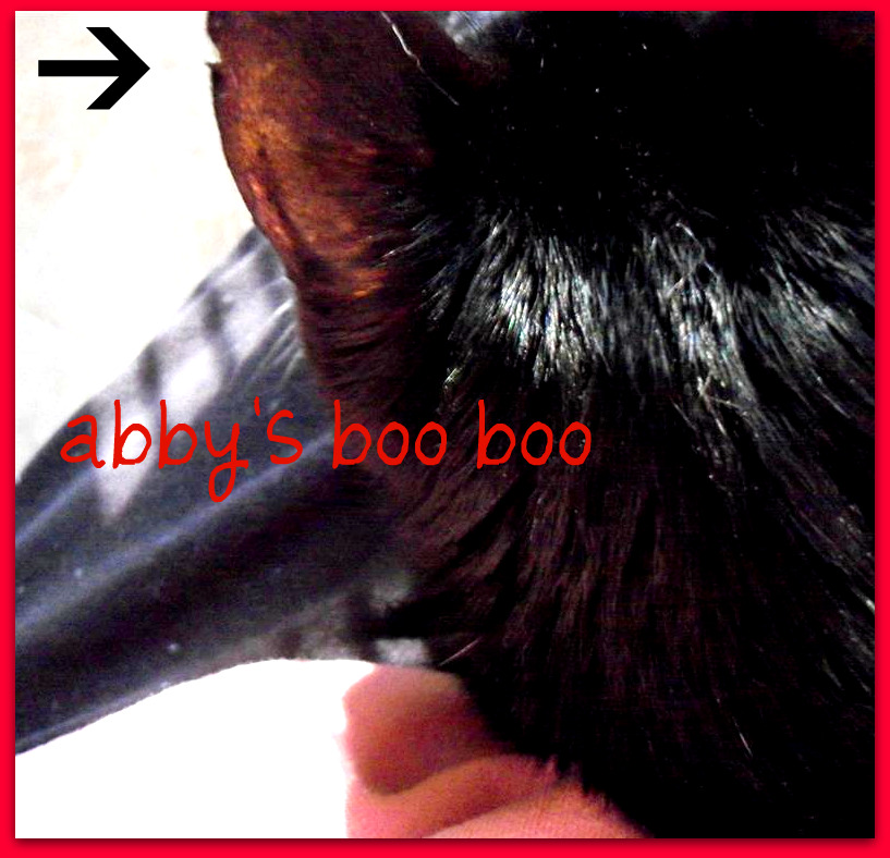 [EBAY+3046+(Large)a.jpg]