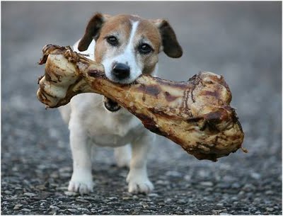 little+dog+with+huge+bone.jpg