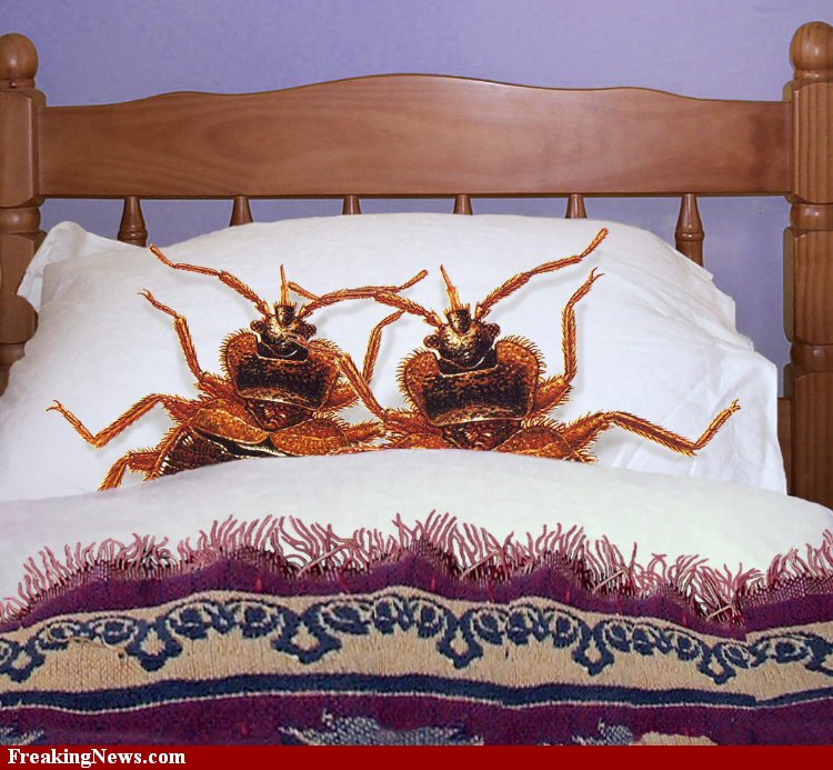 Will Insurance To Pay For Bed Bugs Will Insurance To Pay For Bed Bugs