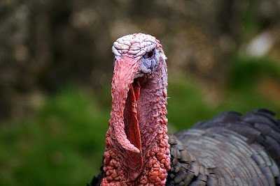gnu r liste des paquets installés centos