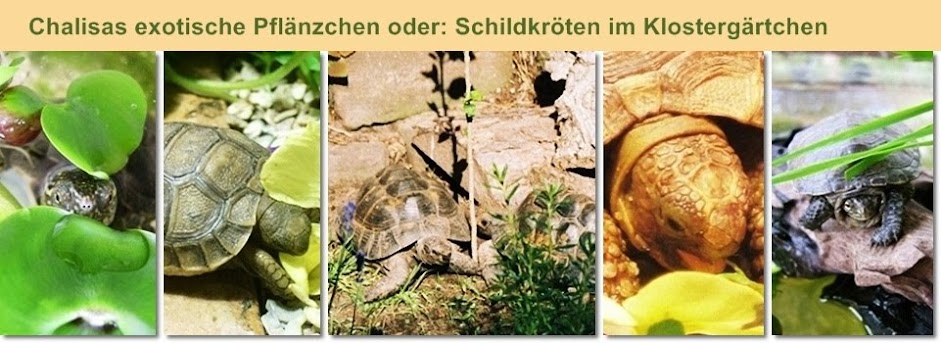 Chalisas exotische Pflänzchen oder: Schildkröten im Klostergärtchen