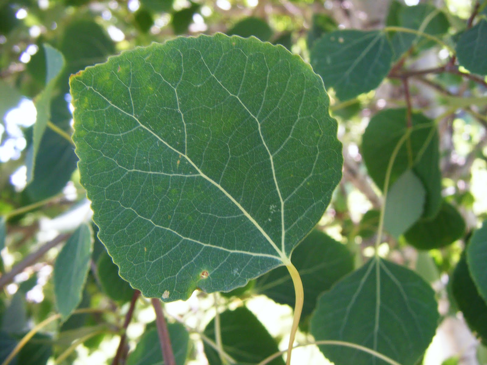 International Tree Society Ever seen a Quaking Aspen?
