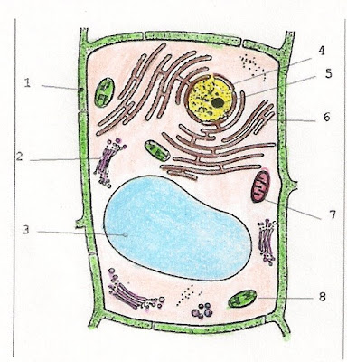 celula vegetal y sus partes. images Las células vegetales tienen celula vegetal partes.