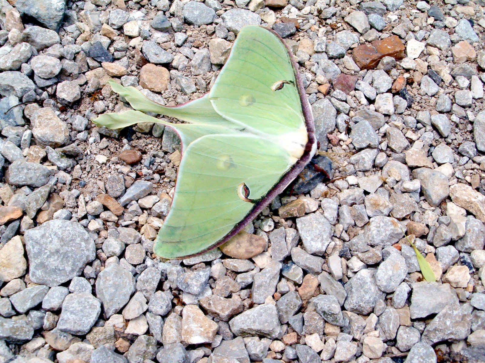 Free Photography Huge Green Moth