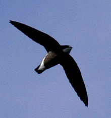 220px-White-throated_Needletail_09a.jpg
