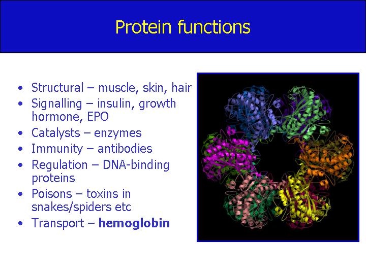 [protein+functions.jpg]