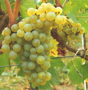 Wines For The Weekend: Pinot Gris vs. Pinot Grigio