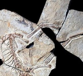 [anchiornis.jpg]