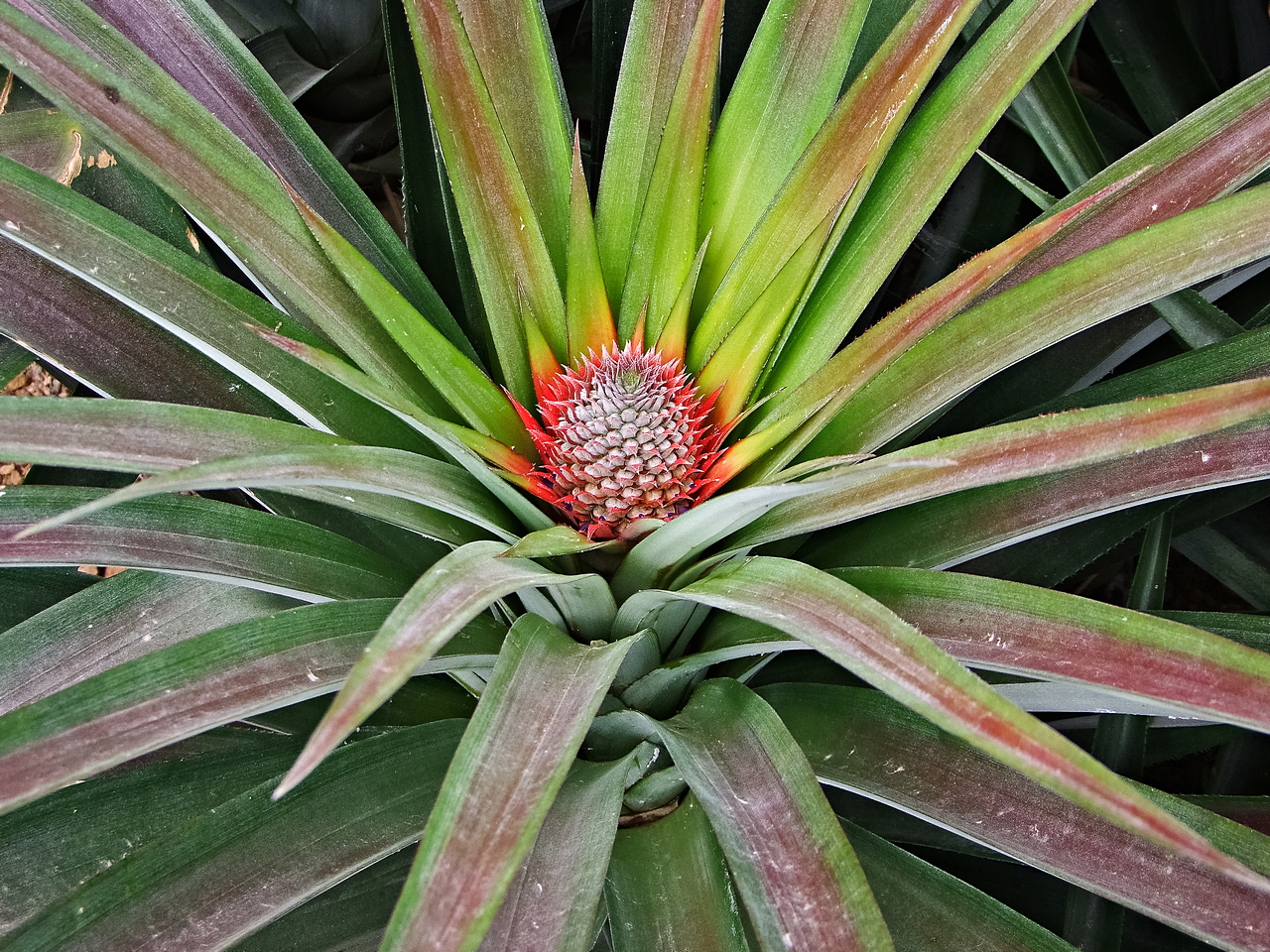 EyeMindSoul Pineapple Progress