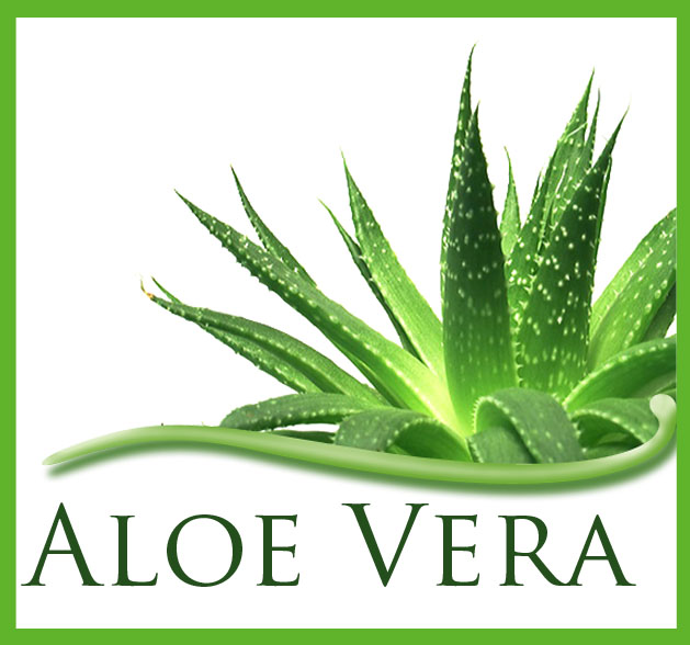 For Your Health and Wellness Facts of Aloe Vera