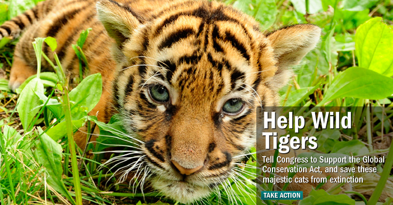 Taking care of animals. гепард и человек. Help wildlife. индийский слон фото. National wildlife federation logo.