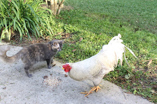 rooster and cat