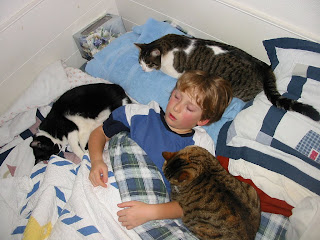 child and 3 cats