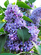 Les lilas sont en fleurs ...