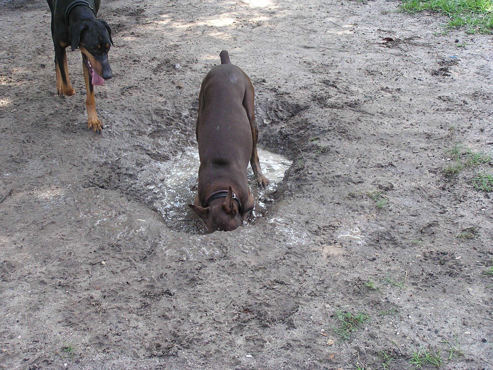 Dirty Dogs Have More Fun Dirty Dogs Get REALLY Dirty!