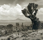 JUAN RULFO y sus fotos de los desiertos mexicanos flotan en la retina de Cardoso
