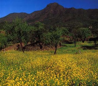 Trabajo del medio natural de La Palma: 4º MUNICIPIO