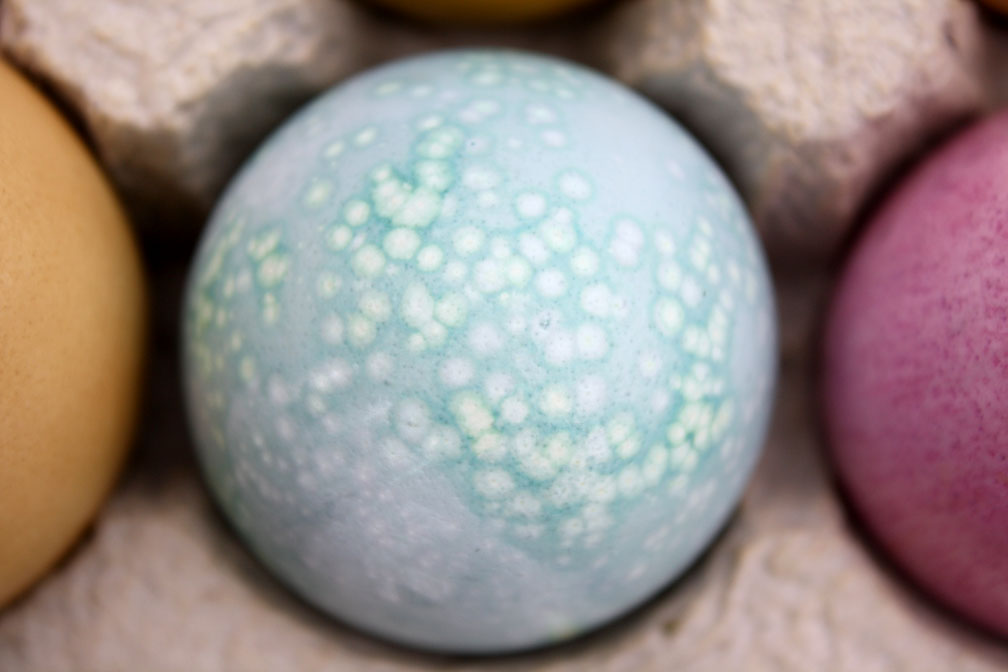 oklahoma tinctoria EGGSTONES