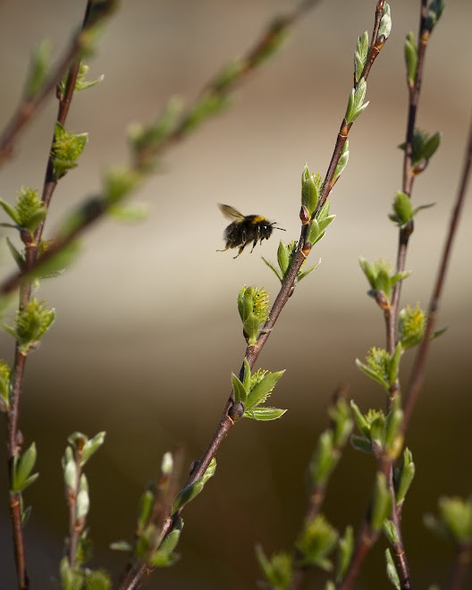 Bee