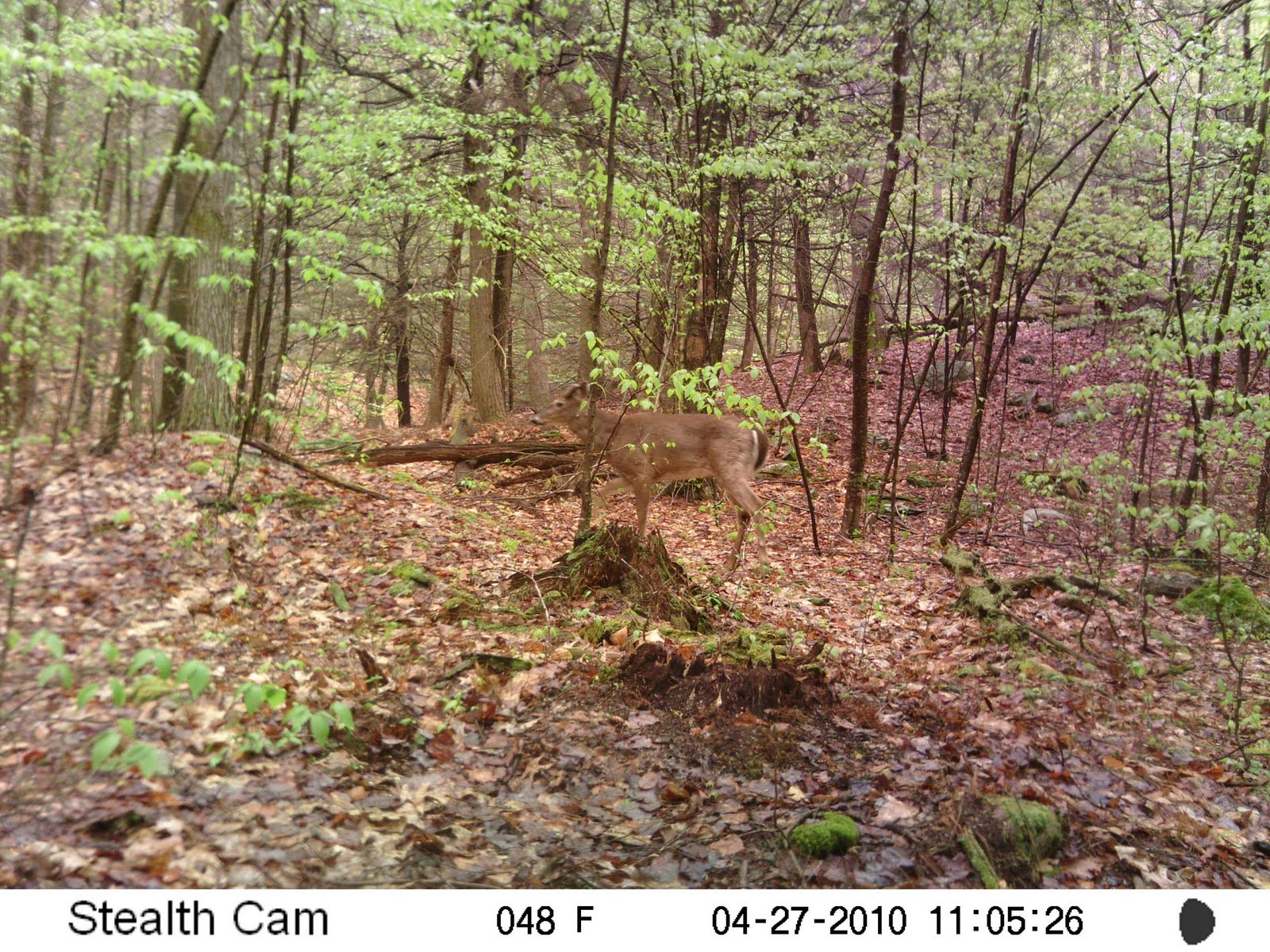 Massachusetts Deer Hunting