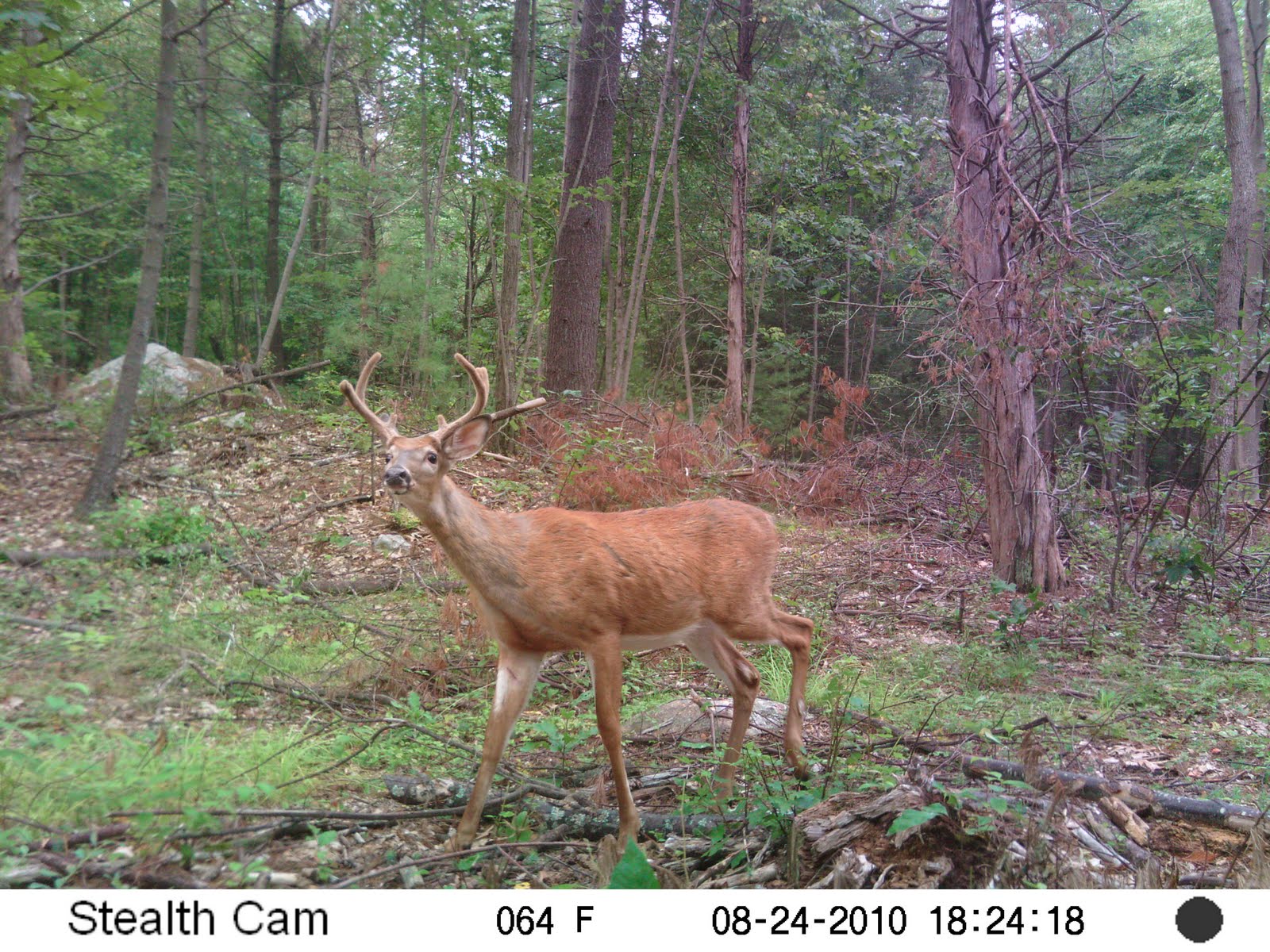 Massachusetts Deer Hunting August 2010