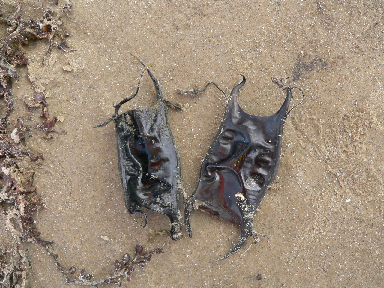 Journals of an Amateur Naturalist Mermaid's Purse
