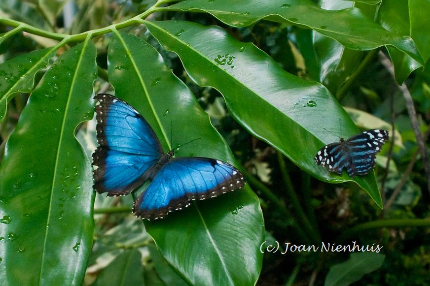 Pacific Northwest Photography Butterflies, Pacific Science Center