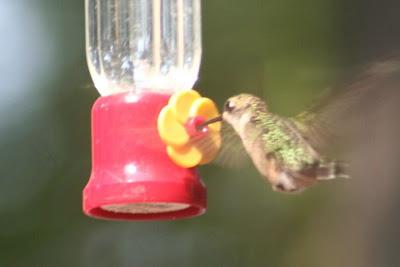 ruby-throated hummingbird drinking from feeder ruby-throated hummingbird drinking from feeder