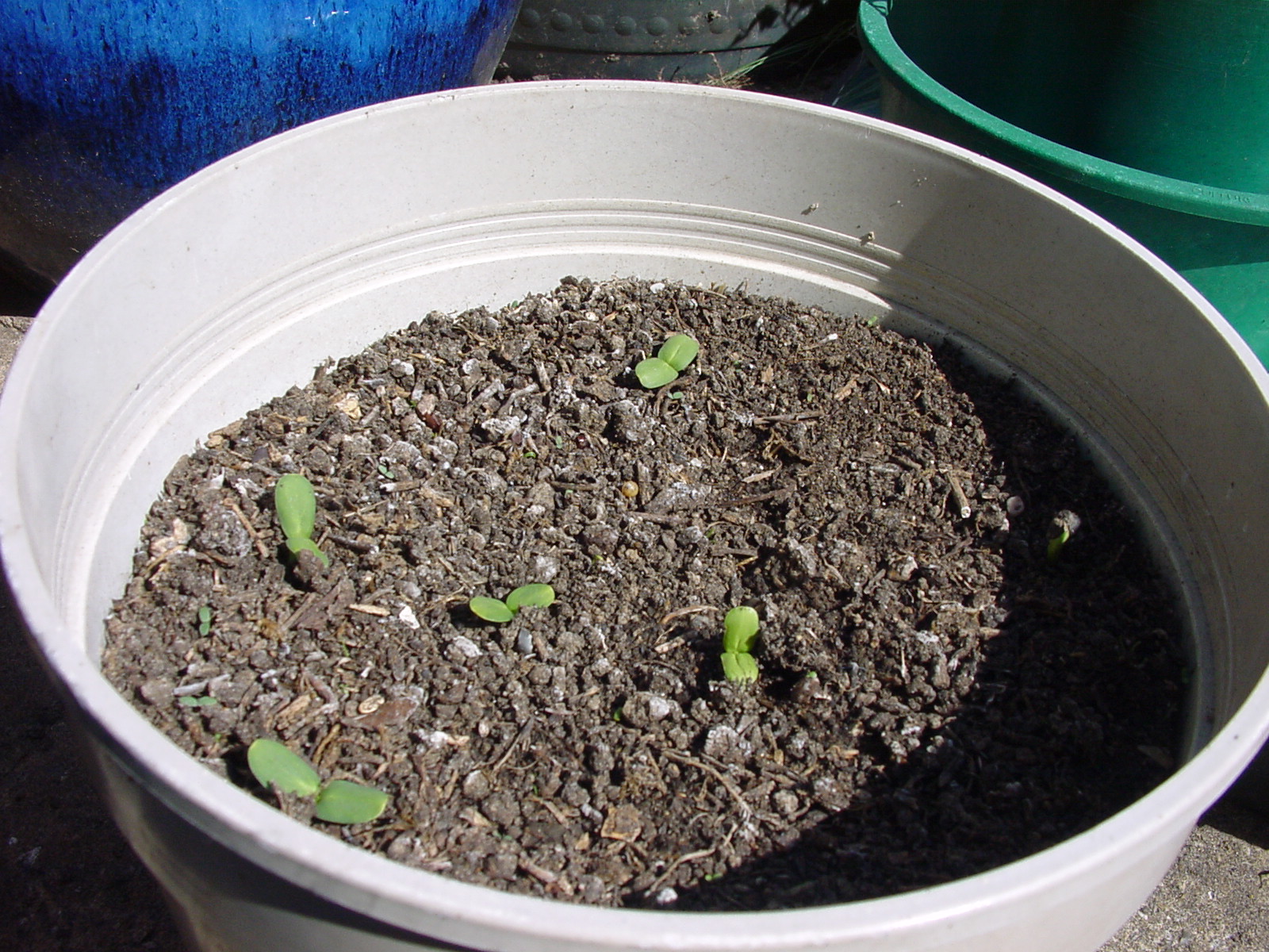 The Edible Garden Day 11 Sunflower seedlings