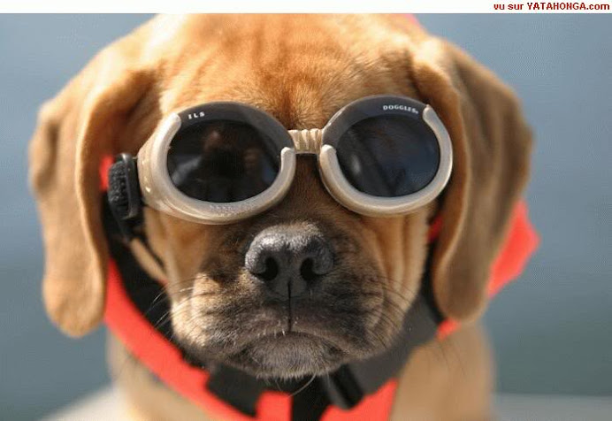 One Really Cool Fur Kid!!