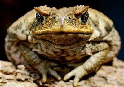 Toadally Awesome Toad Facts