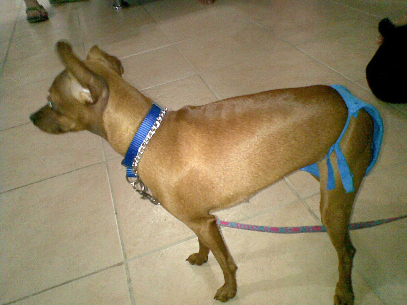 TESTING PAGE Sanitary pads for dogs