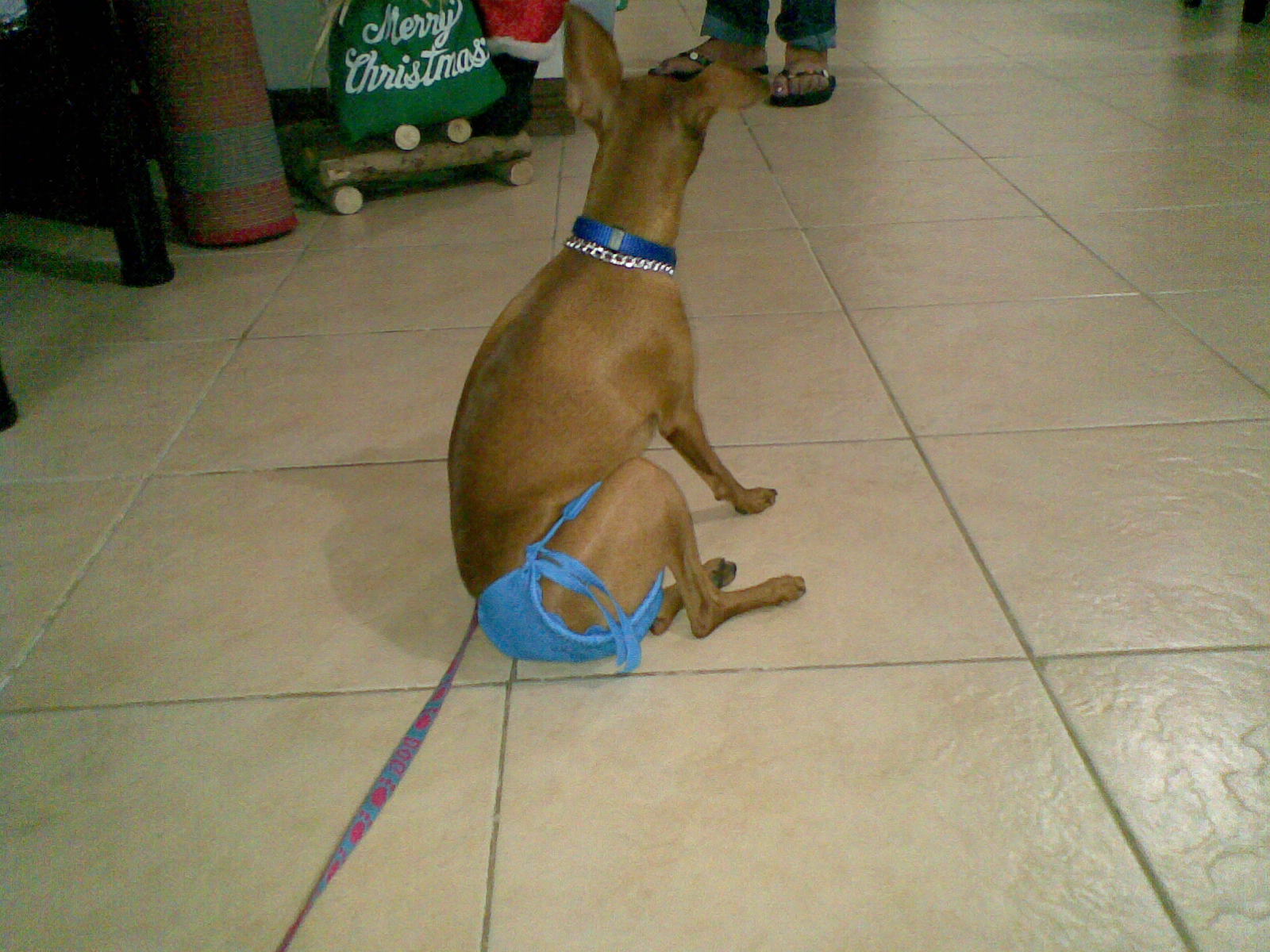 TESTING PAGE Sanitary pads for dogs