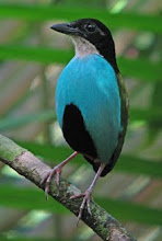 Azure-breasted Pitta