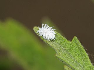 are mealybugs harmful to dogs