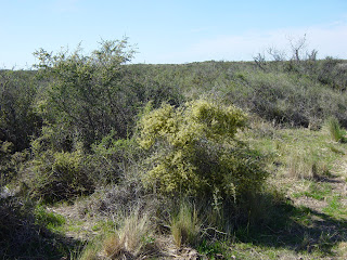 Arbustos: Molle