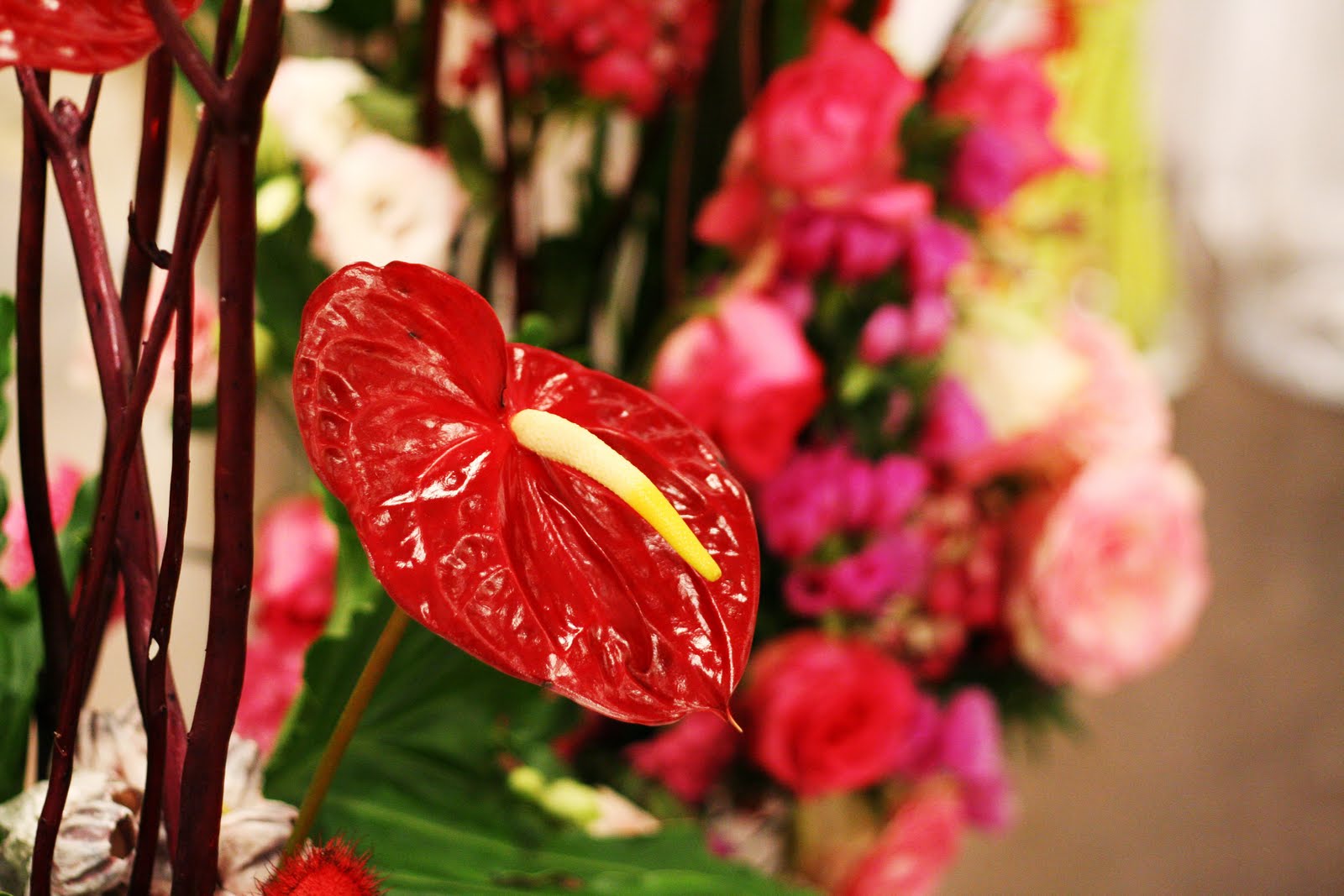 [IMG_1047red.jpg]