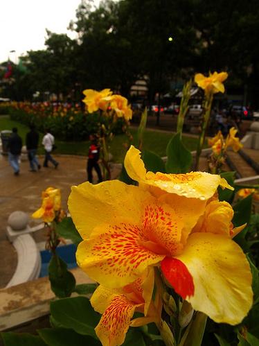 [Flor.jpg]