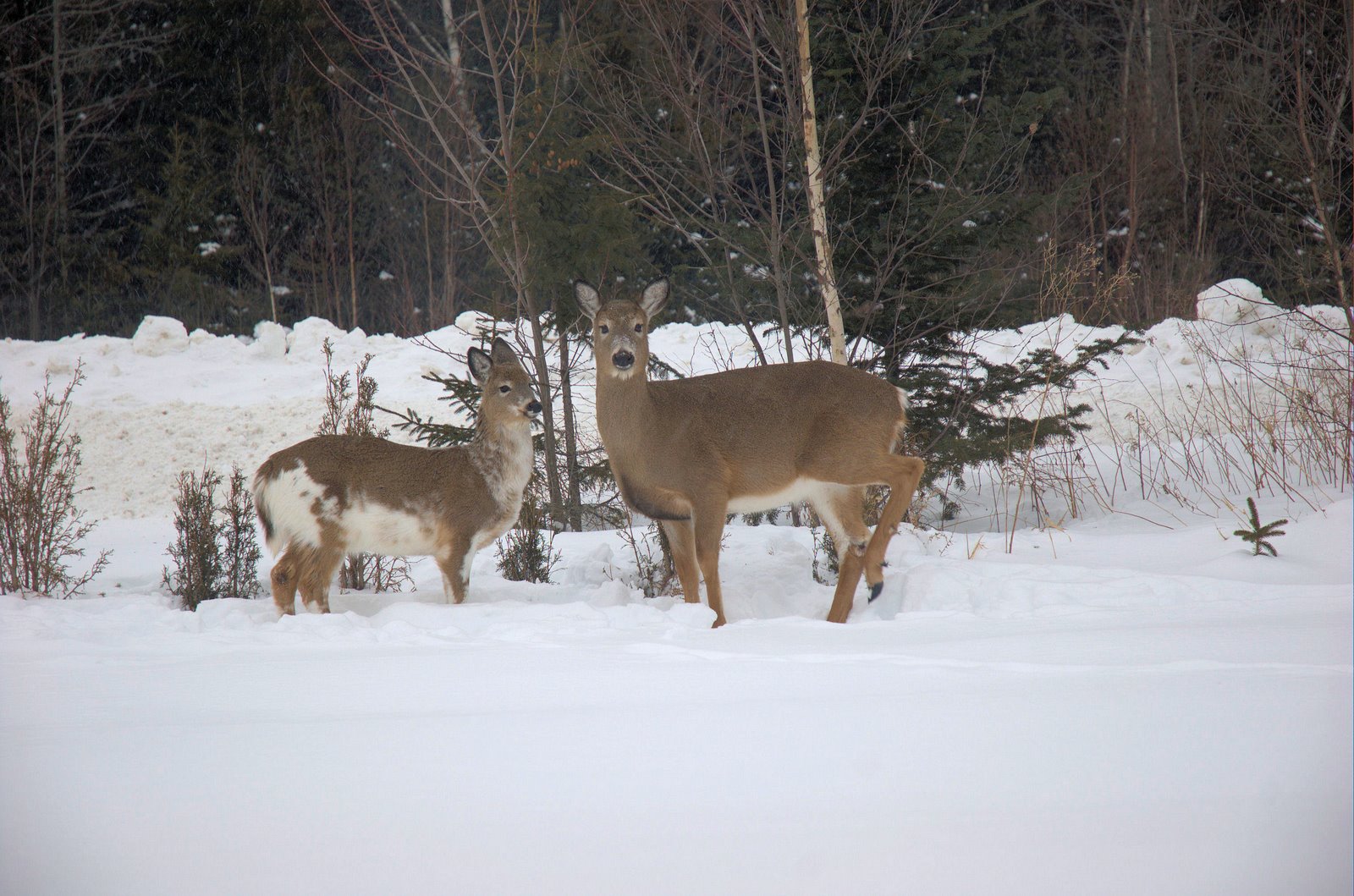 [Deer+3+43+Shephard+Dr+back+yard+28+Jan+2009.jpg]