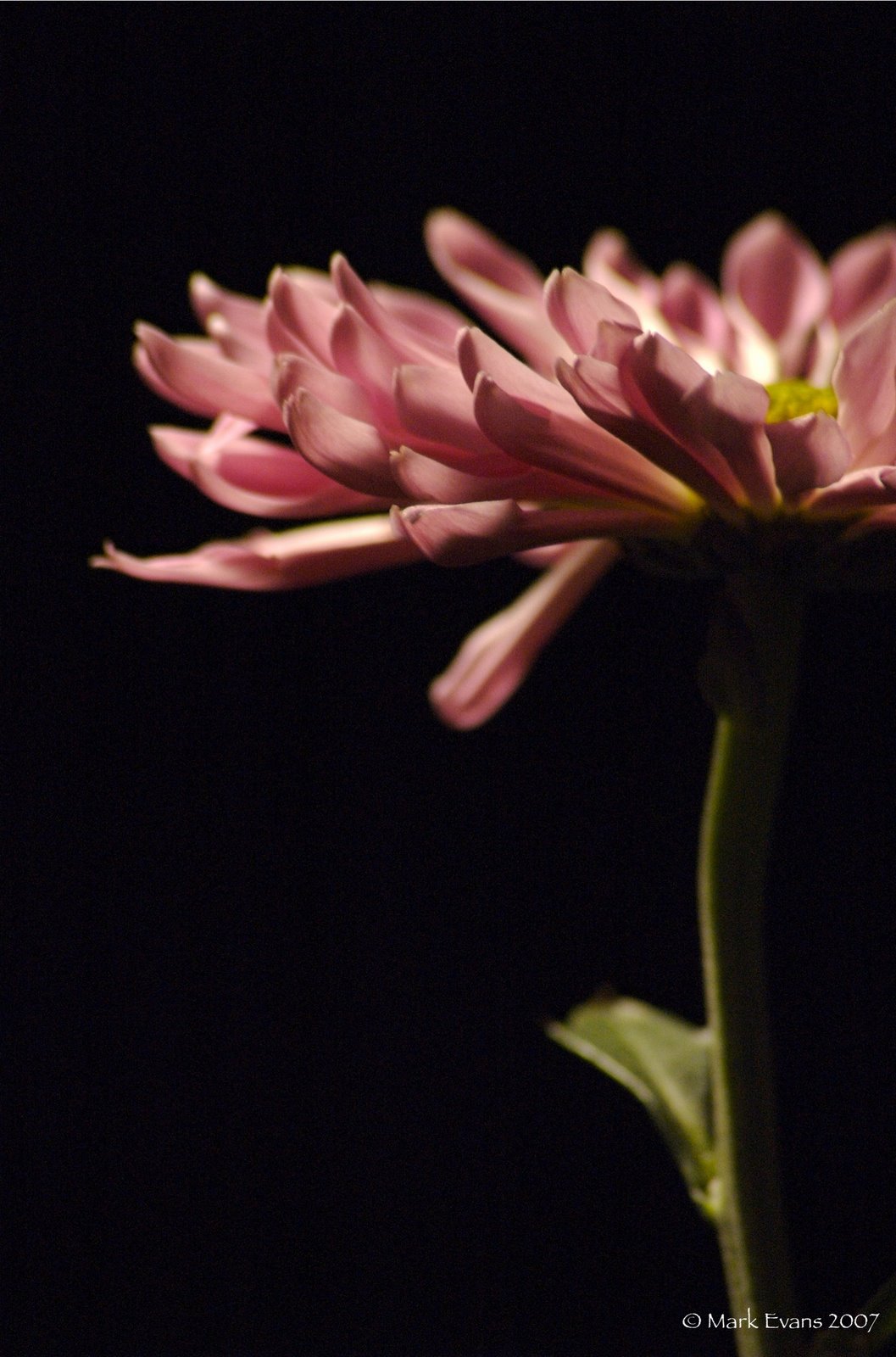 [flower_macro++177.jpg]