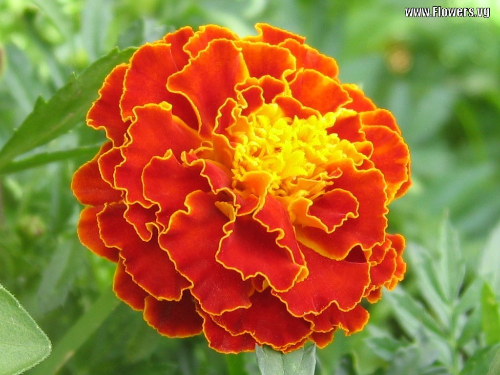 Fresh Flowers Delivery Wedding Flowers Decoration