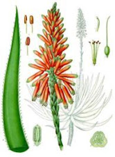 Aloe La Pianta Miracolosa