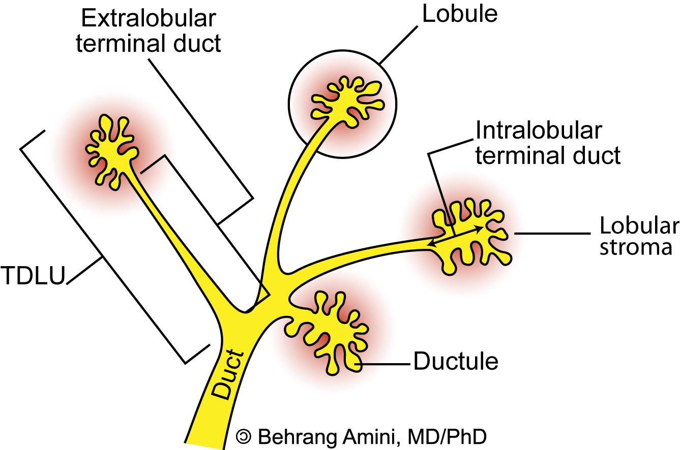 Roentgen Ray Reader The Terminal Ductal Lobular Unit roentgen-ray-reader-the-terminal-ductal-lobular-unit