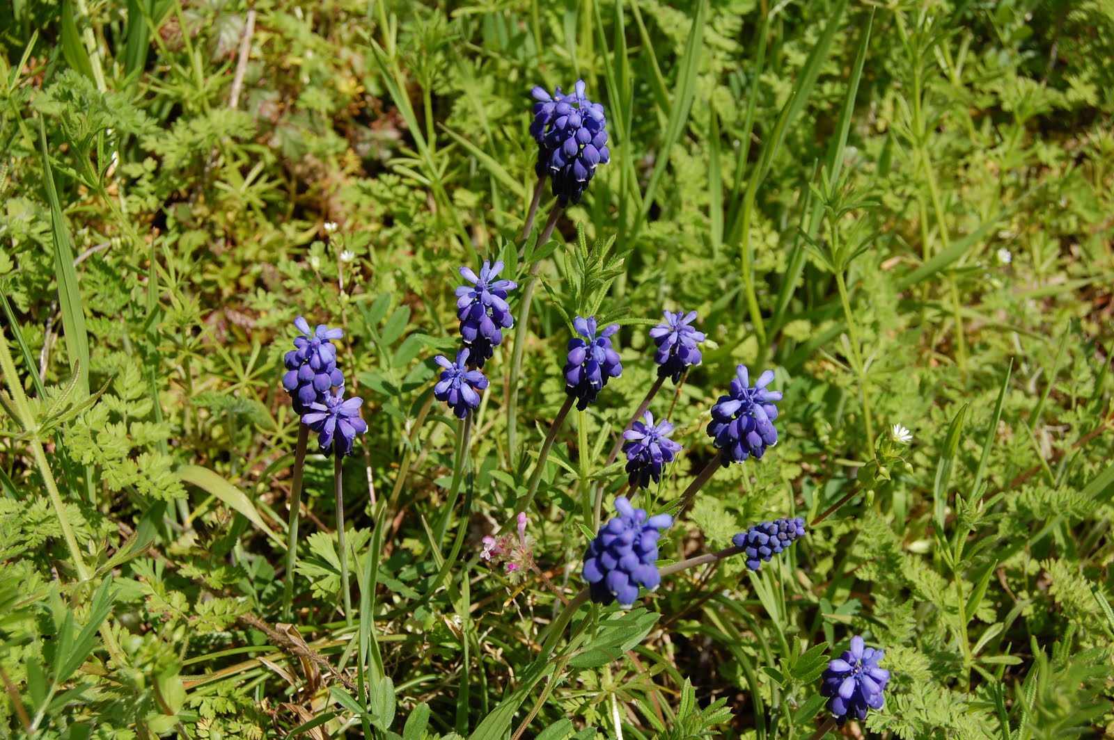 Brenda's "Texas Wild" Garden Grape Hyacinths