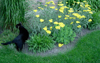 Back Cat in Garden