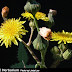 Common sowthistle - powerful laxative, anti-fevers, treats diverse
skin problems
