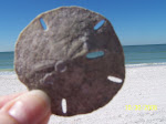 Lucky Sand Dollar